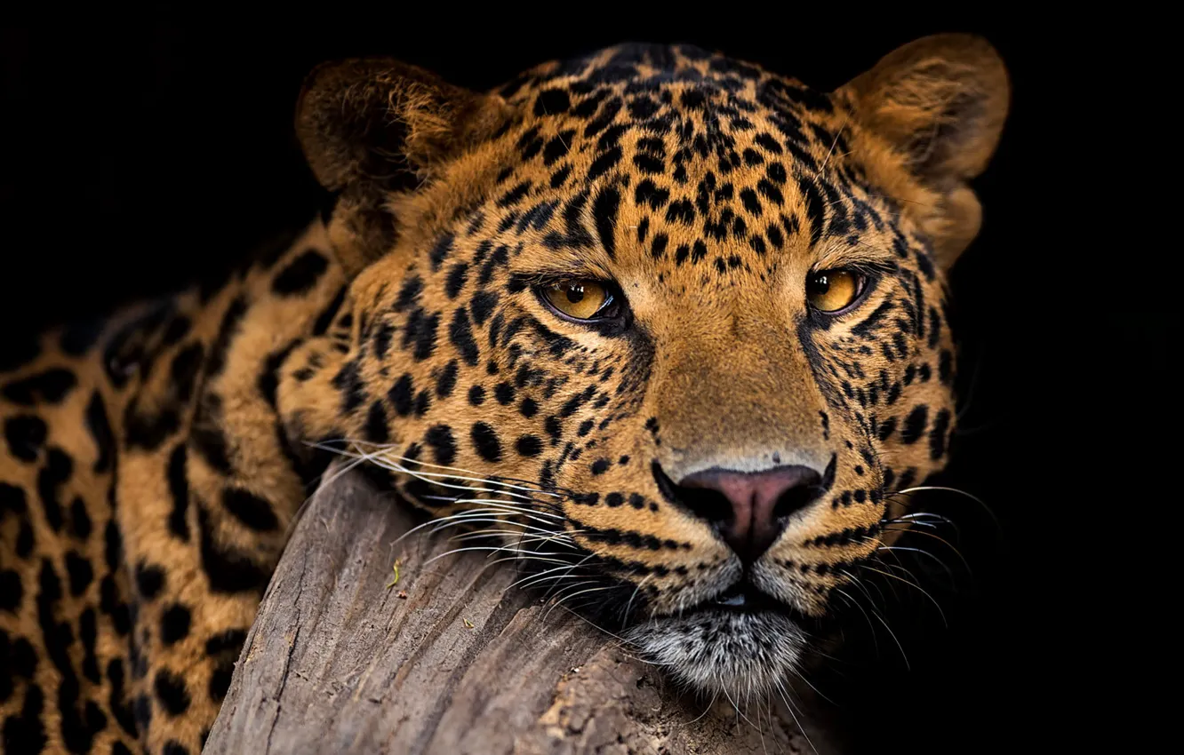Photo wallpaper look, face, portrait, leopard, black background, wild cat, handsome