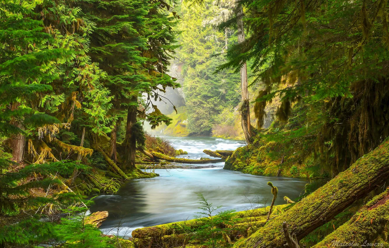 Photo wallpaper forest, trees, nature, river, moss