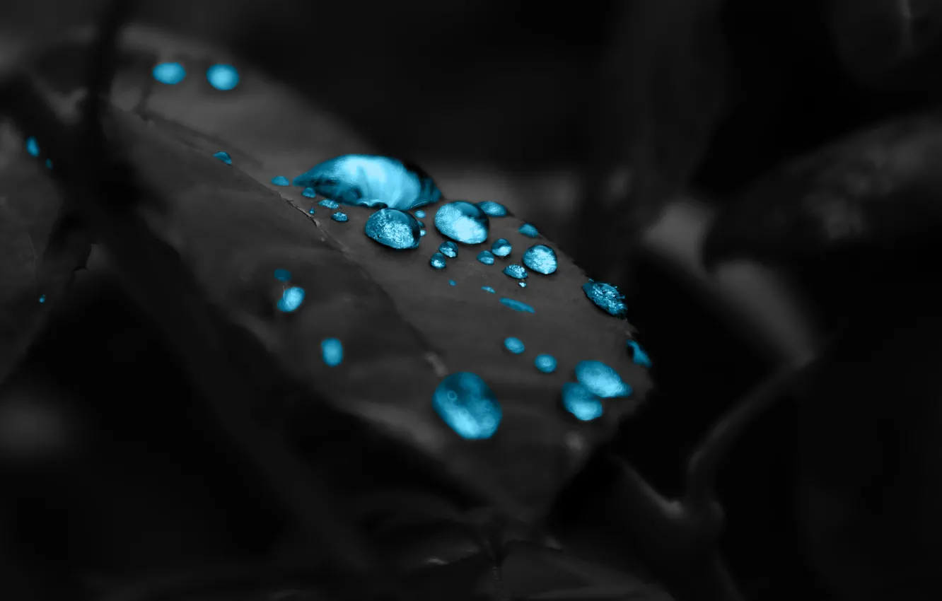 Photo wallpaper drops, background, black, leaf, beautiful