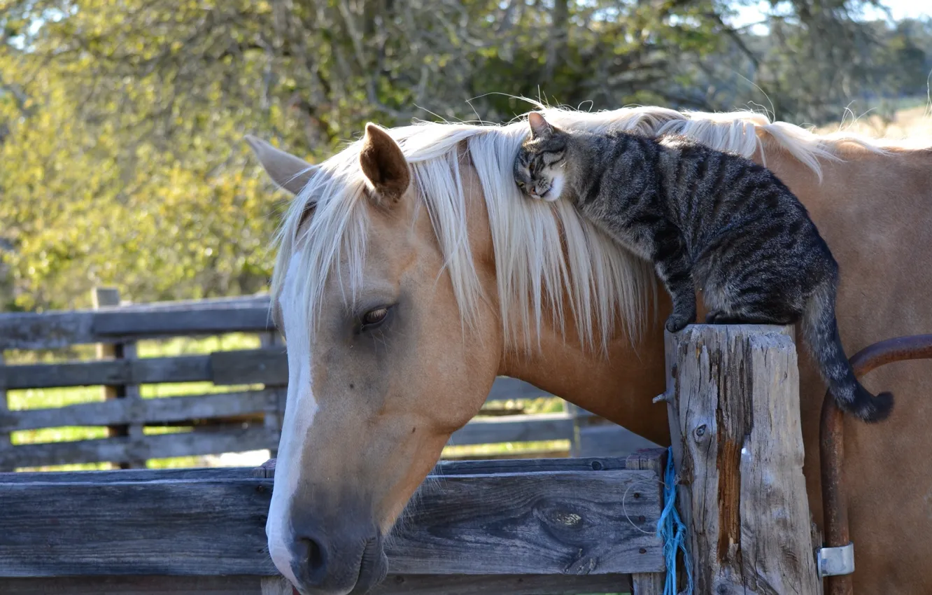 Photo wallpaper cat, cat, horse, horse, friendship