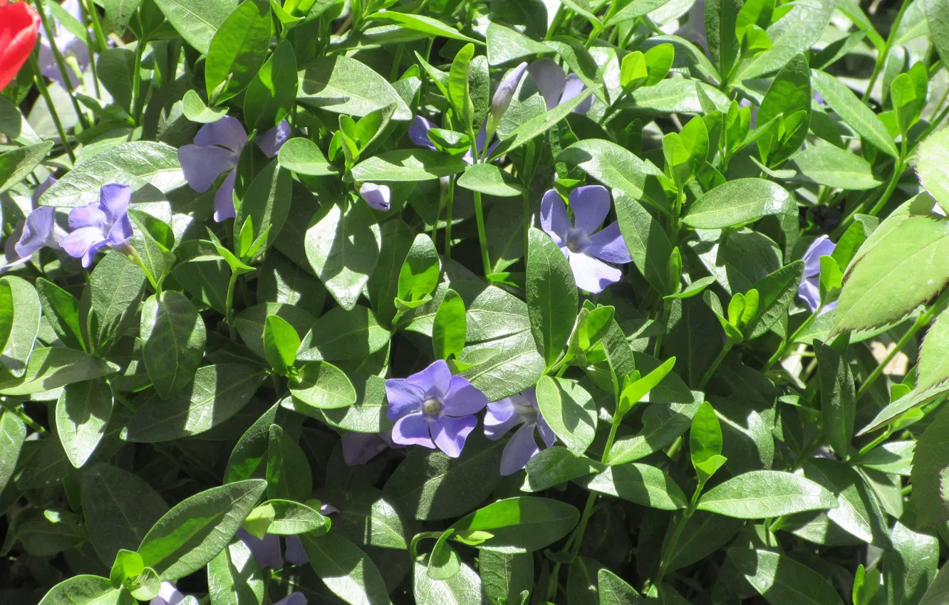 Photo wallpaper flowers, April, periwinkle, spring 2018, Mamala ©