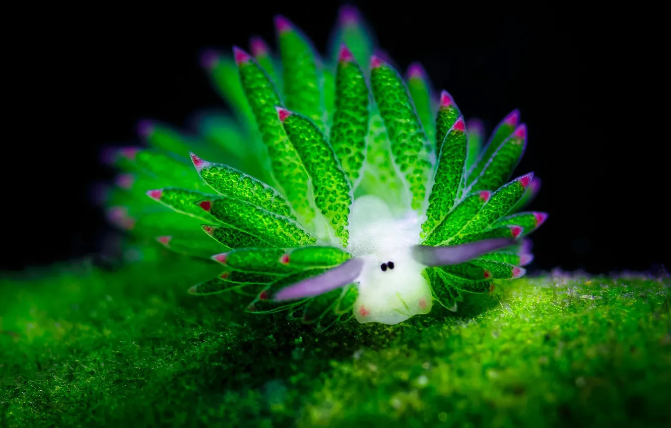 Photo wallpaper sea, macro, sea slug