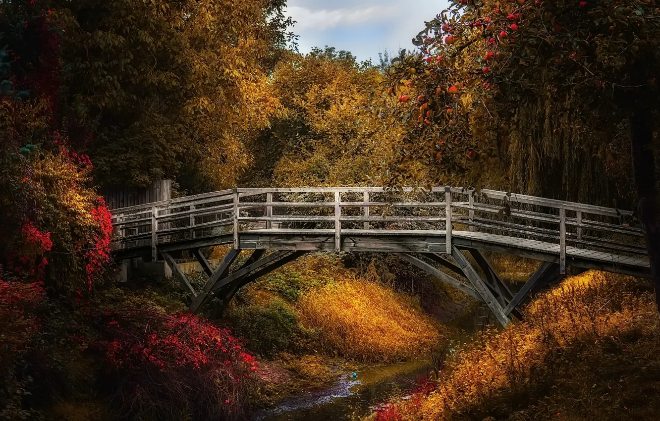 Photo wallpaper bridge, nature, stream