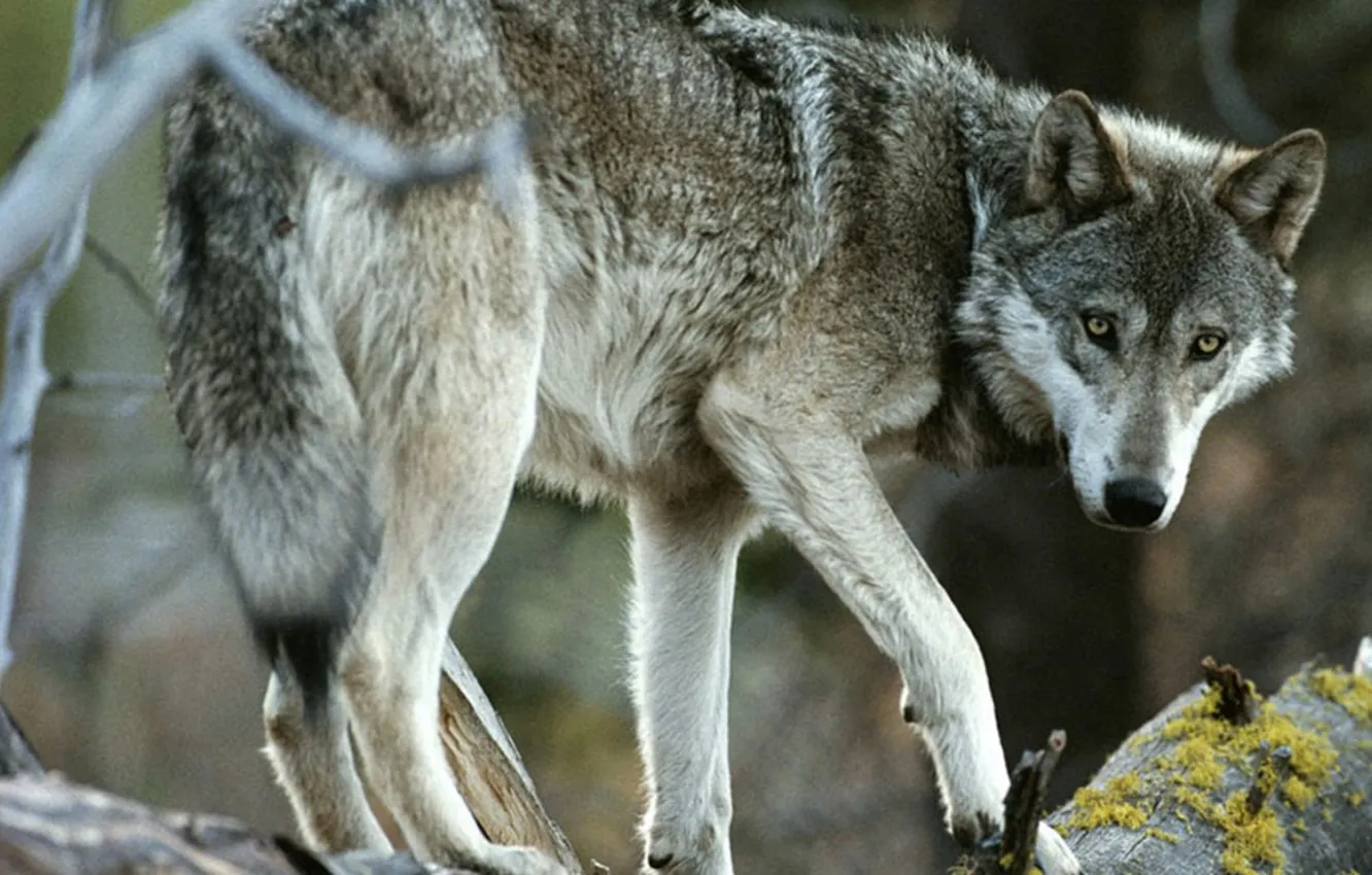 Photo wallpaper Predator, nature, snow, face, animal, wolf, canis lupus, wildlife