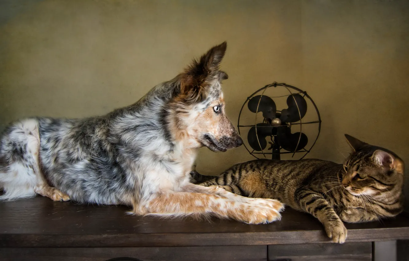 Photo wallpaper cat, cat, retro, dog, treatment, fan, friends, dog