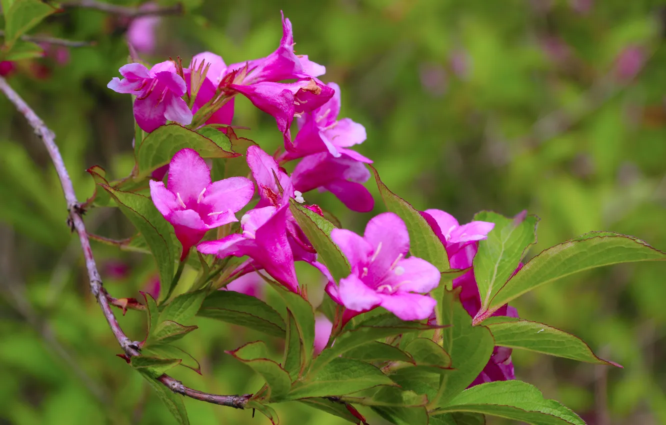 Photo wallpaper pink, twig, blooming