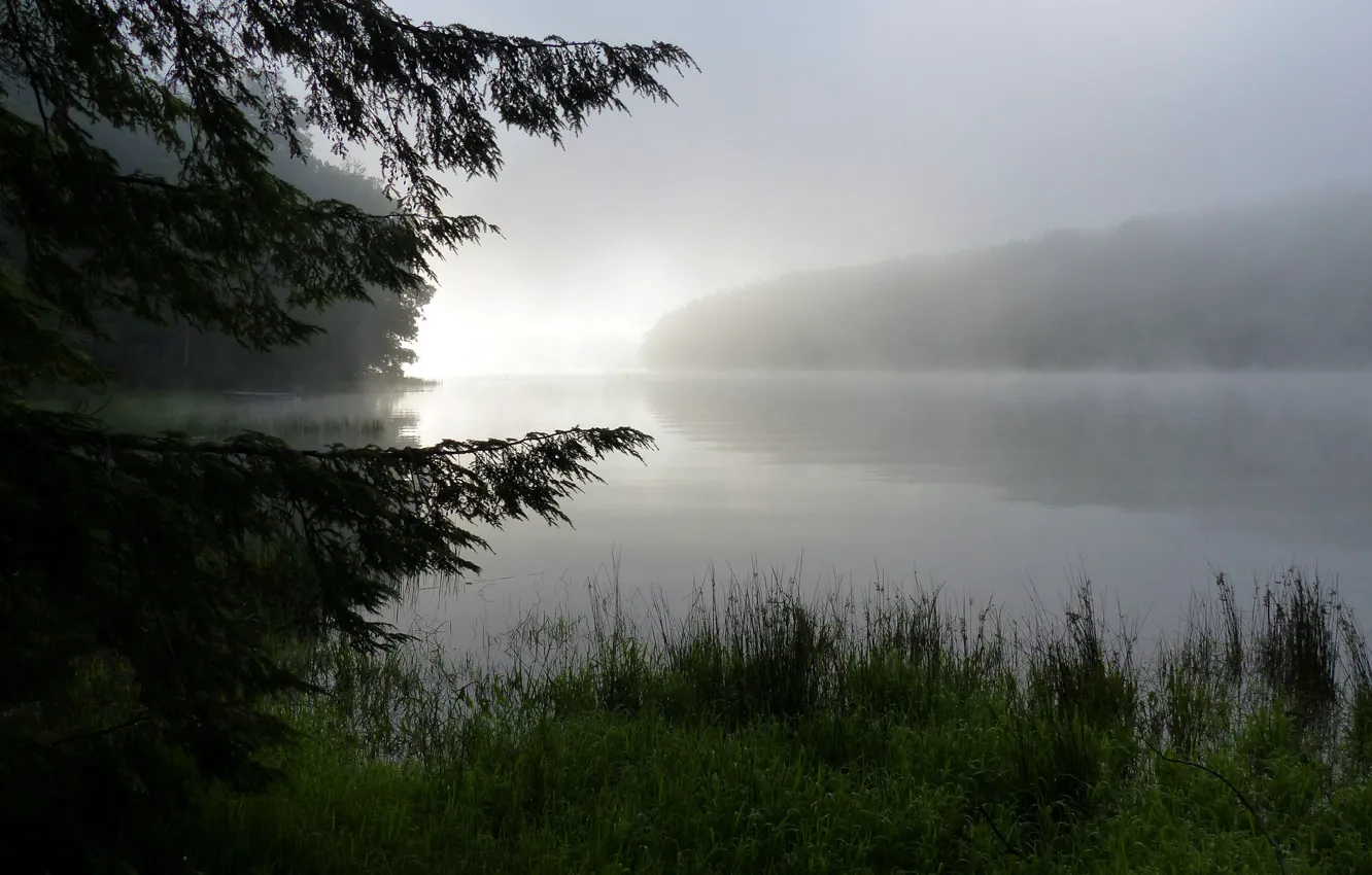 Photo wallpaper forest, grass, nature, fog, lake, Rosa, morning
