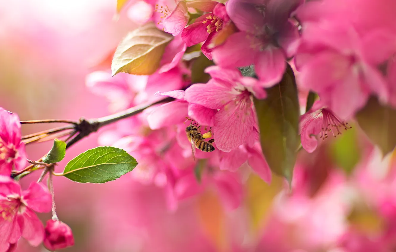 Photo wallpaper nature, bee, branch, spring, insect, flowering, flowers