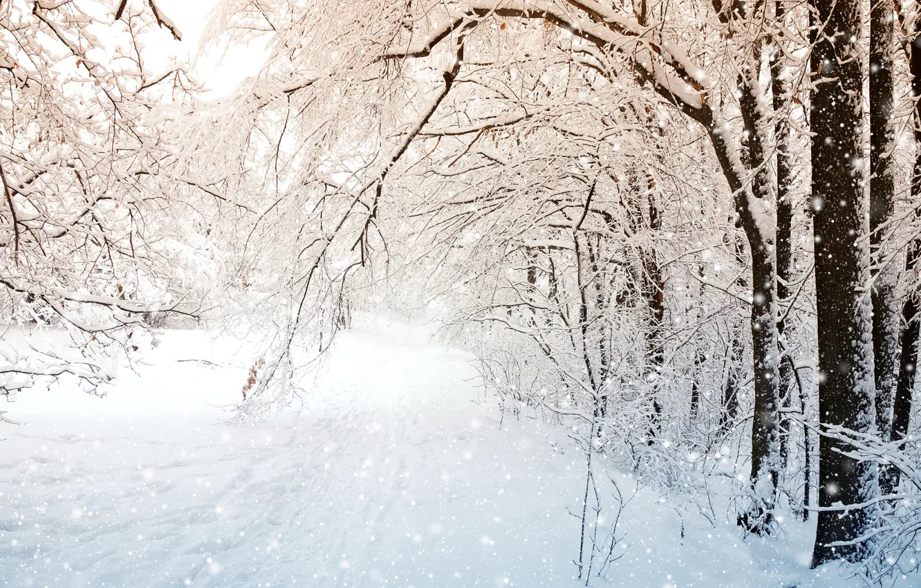 Photo wallpaper winter, snow, trees, landscape, nature