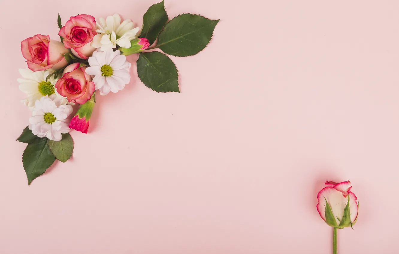 Photo wallpaper flowers, background, roses, buds, chrysanthemum