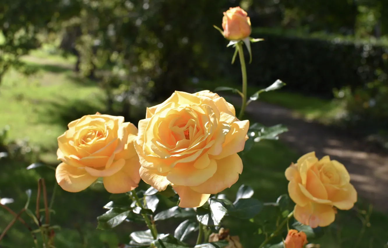 Photo wallpaper flowers, yellow, roses, garden