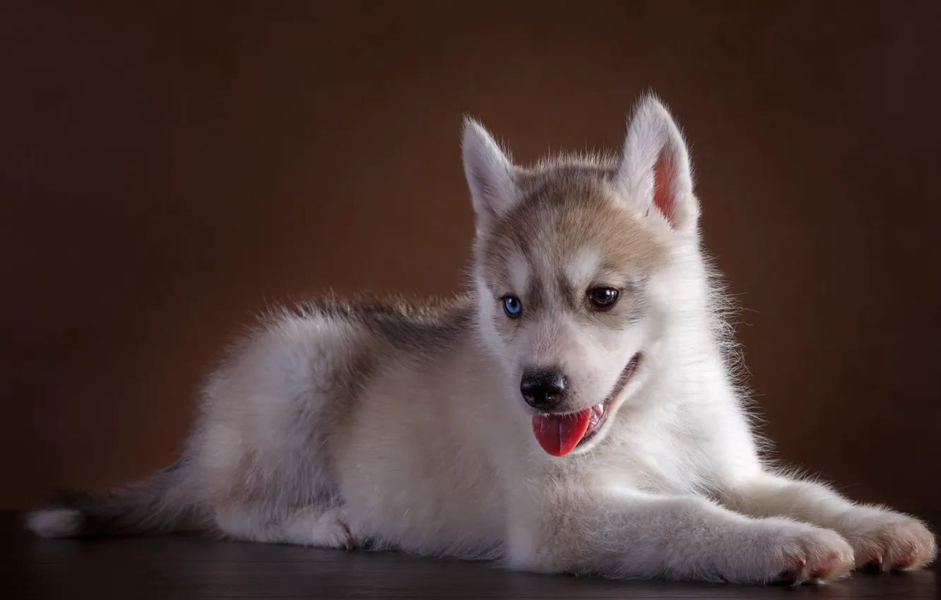 Photo wallpaper eyes, sweetheart, puppy, husky