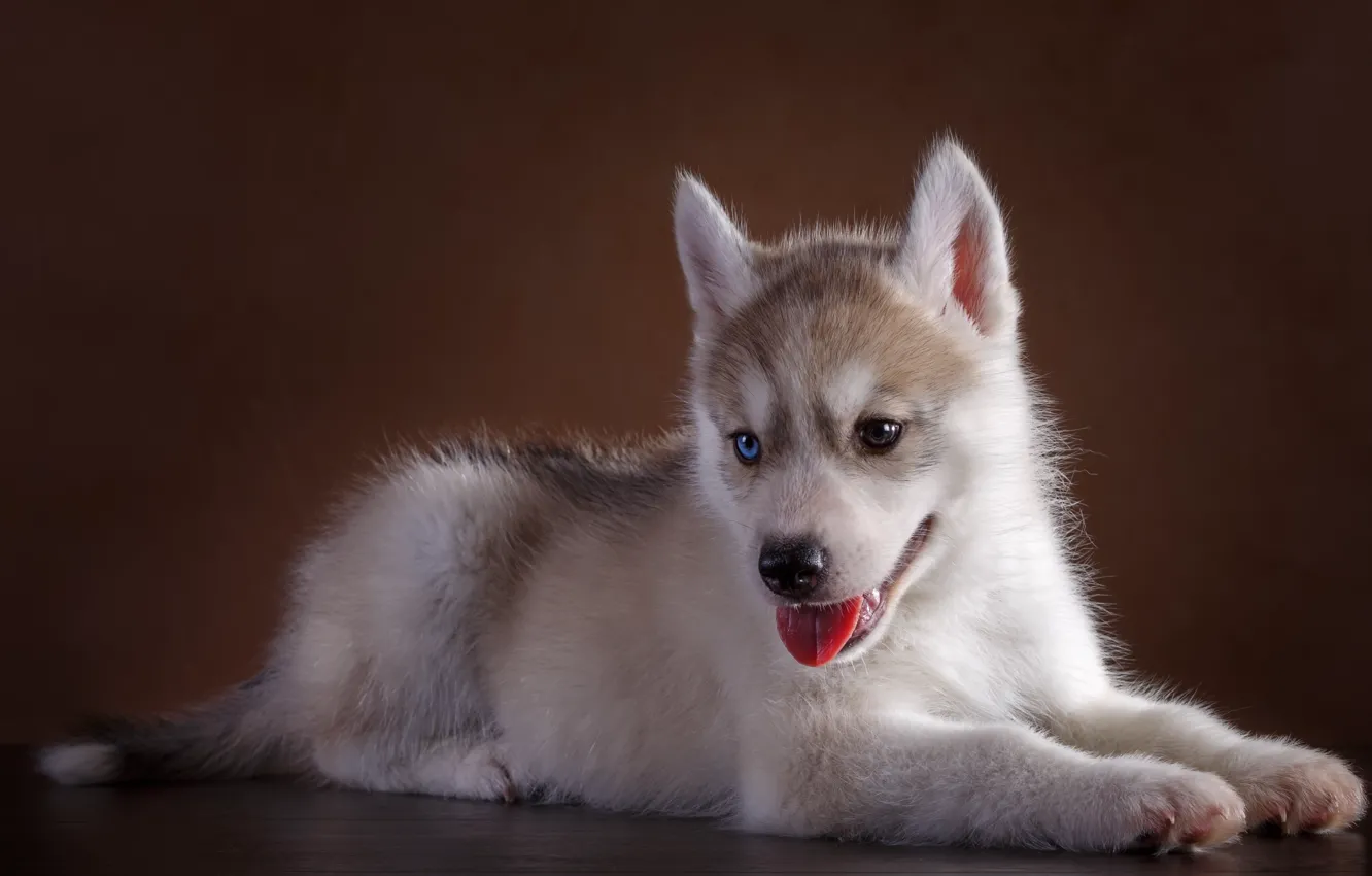 Photo wallpaper eyes, cute, puppy, husky