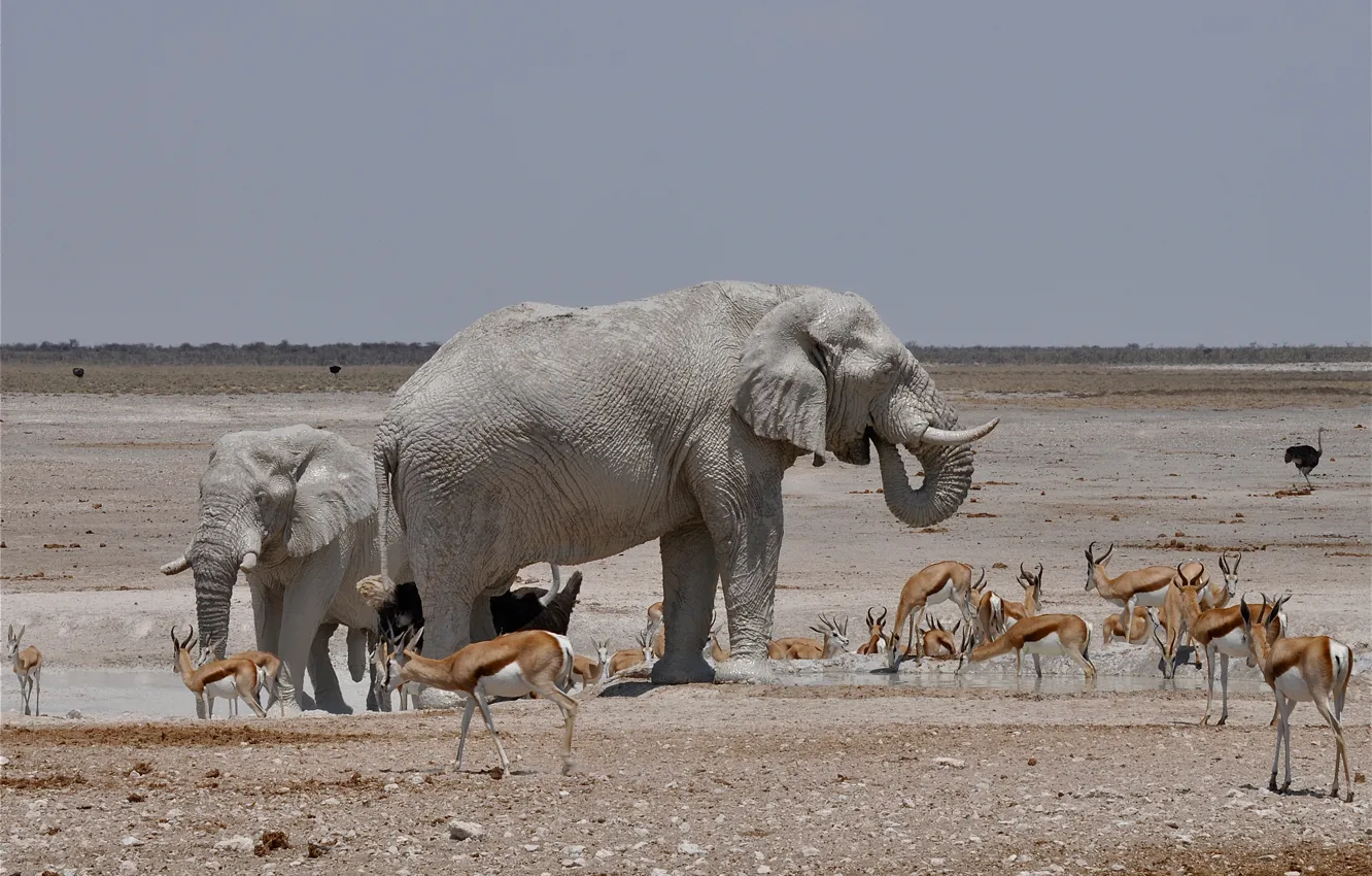 Photo wallpaper elephant, Africa, ostrich, drink, Gazelle