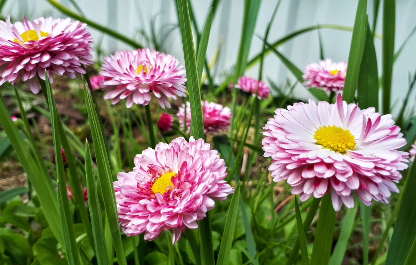 Photo wallpaper flowers, nature, flower, nature, Daisy