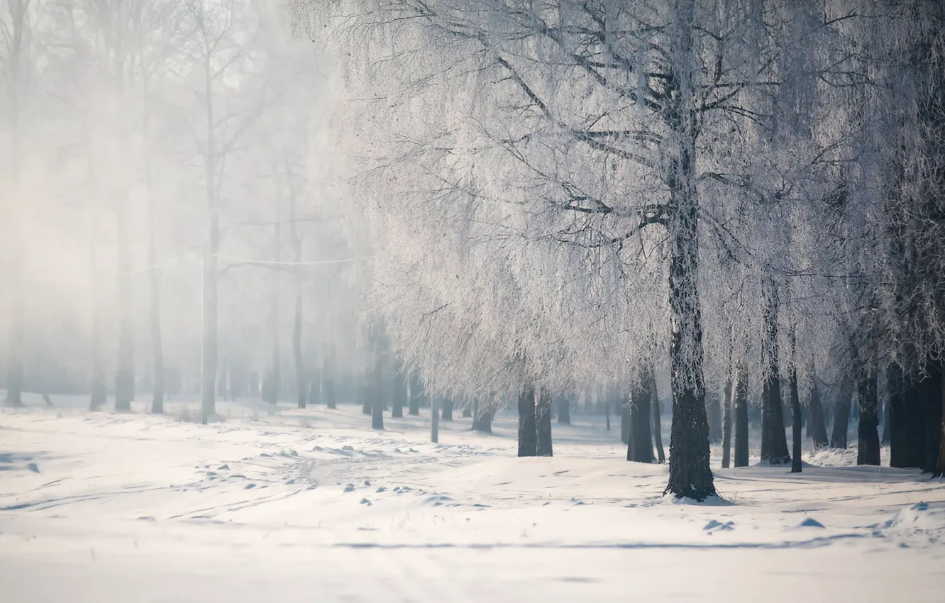 Photo wallpaper winter, snow, trees, calm