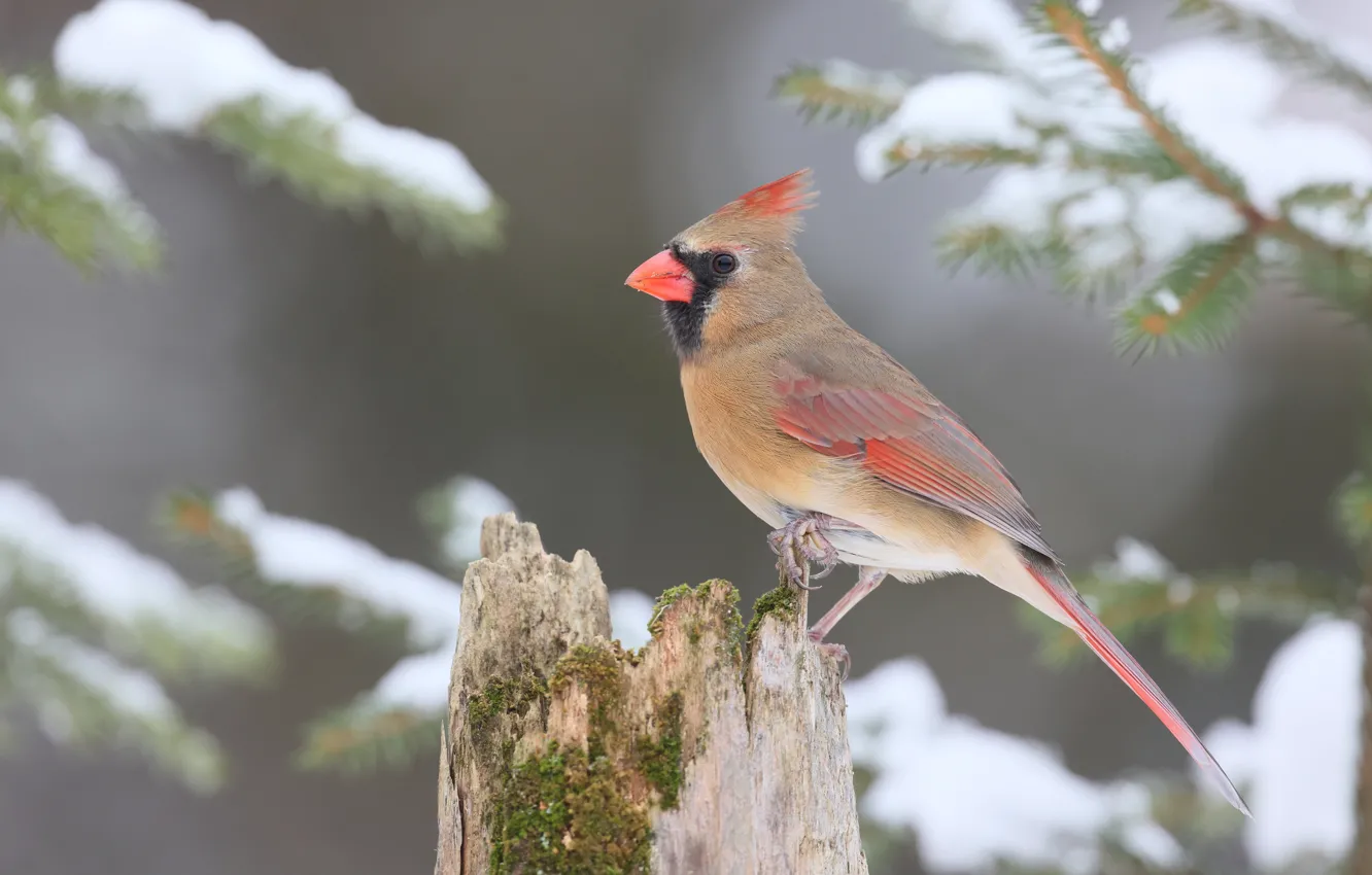 Photo wallpaper winter, snow, branches, bird, stump, needles, bokeh, cardinal