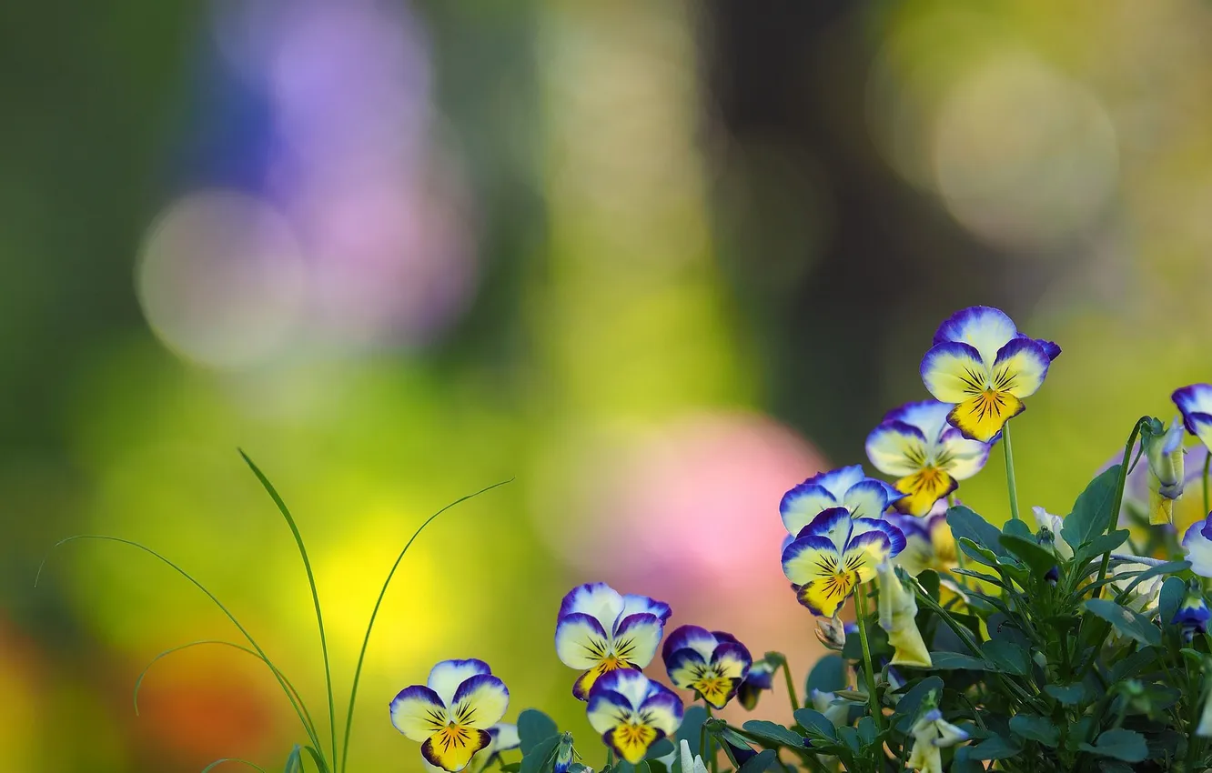 Photo wallpaper petals, bokeh, Pansy