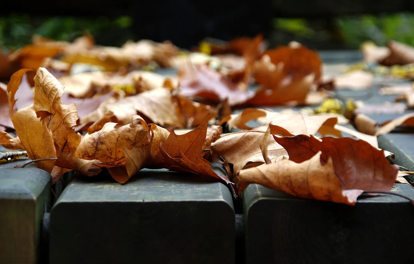 Photo wallpaper autumn, leaves, macro, photo, mood, foliage, leaf, leaves