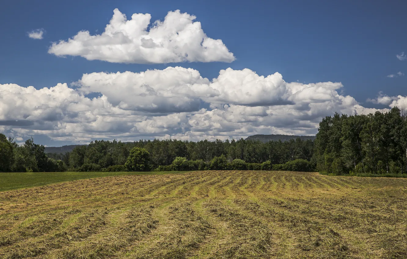 Photo wallpaper field, the sky, clouds