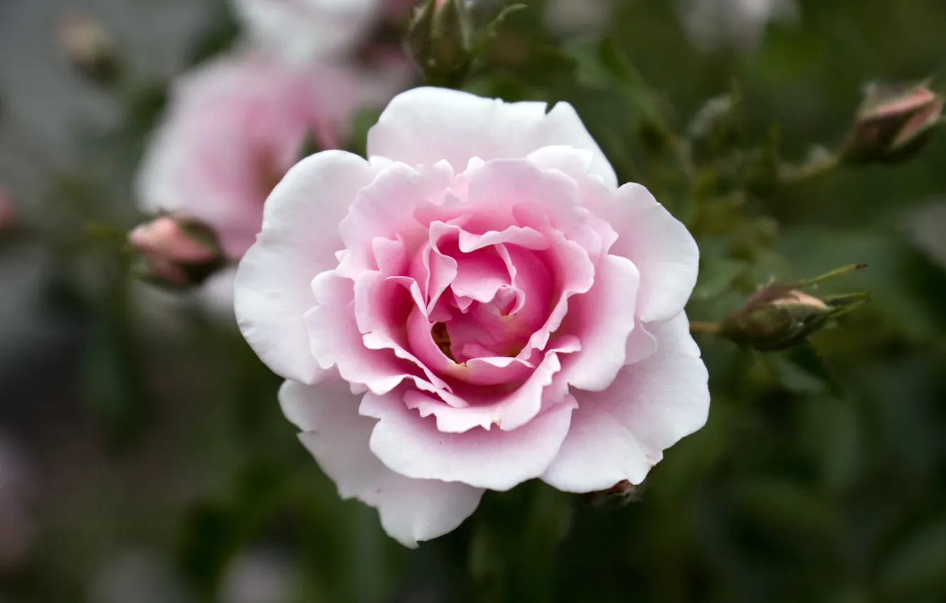 Photo wallpaper flowers, roses, beauty, petals, pink
