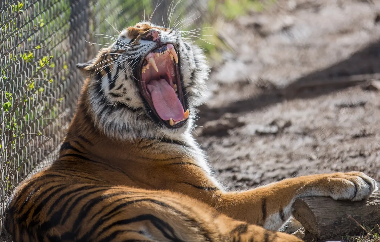 Photo wallpaper tiger, predator, mouth, fangs, wild cat, yawns, zoo