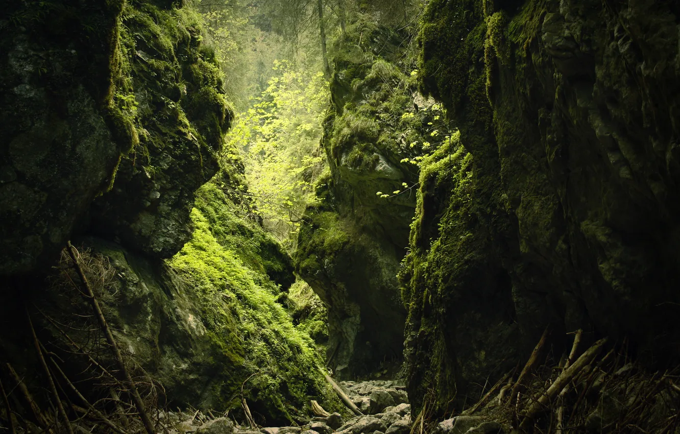 Photo wallpaper greens, stones, thickets, moss, gorge, stick, vines