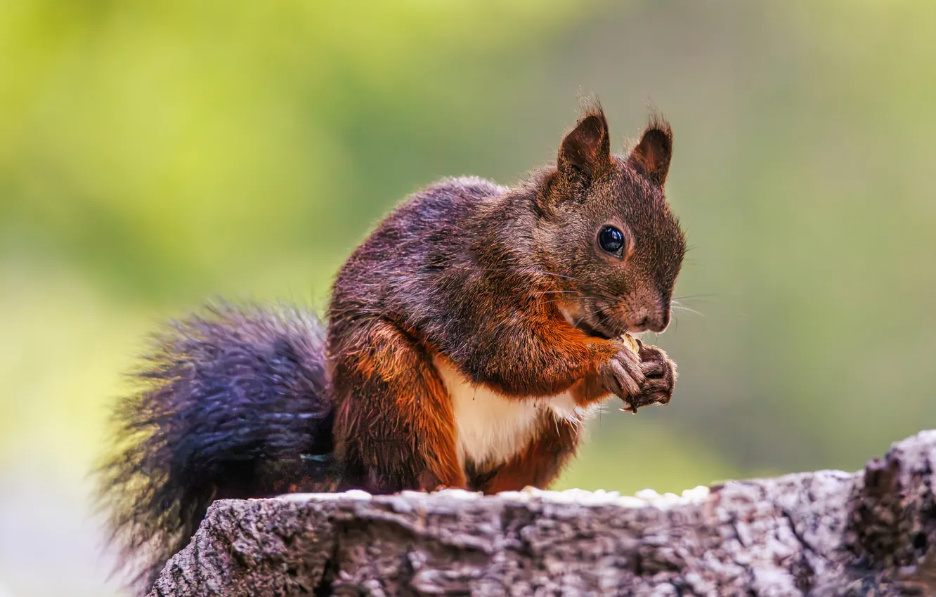 Photo wallpaper protein, red, baggage