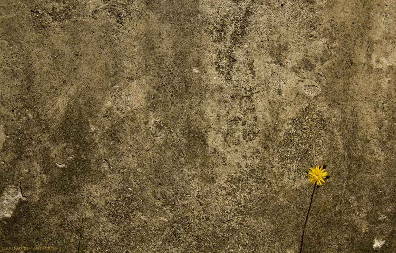 Photo wallpaper flower, wall, concrete