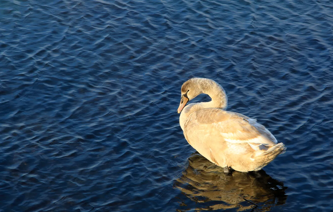 Photo wallpaper swan, sea, bird