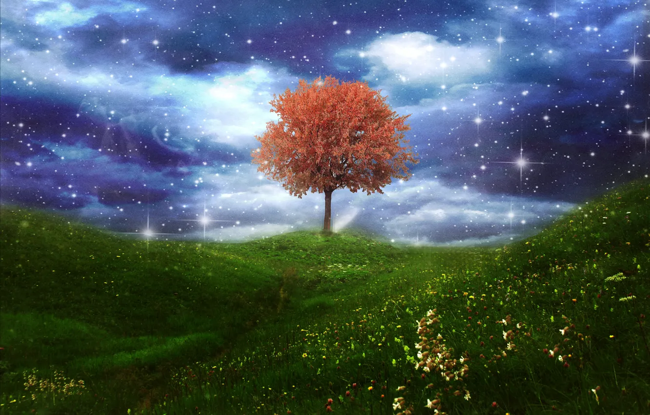 Photo wallpaper forest, trees, nature