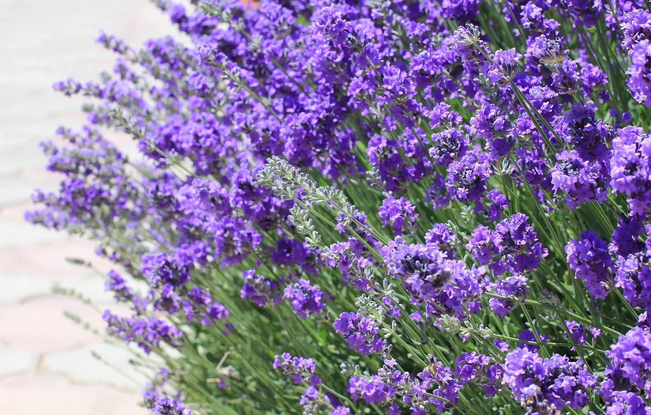 Photo wallpaper summer, background, lavender