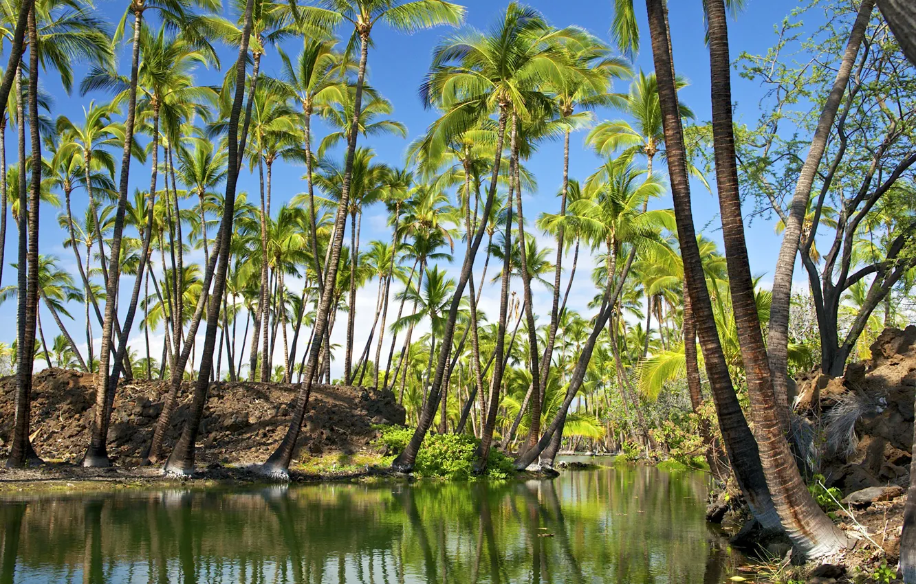 Photo wallpaper the sky, reflection, river, palm trees, Hawaii, hawaii