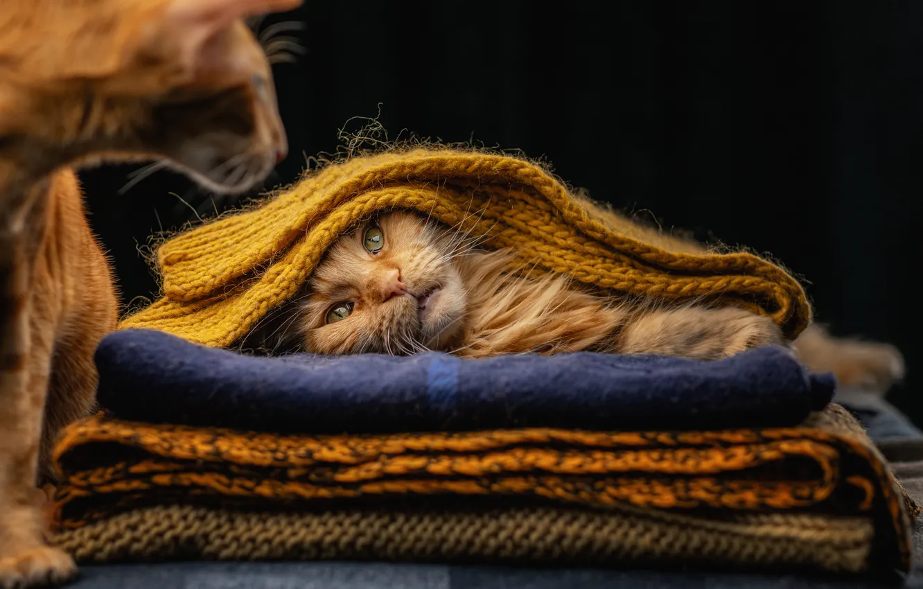 Photo wallpaper cat, scarf, muzzle, red, Maine Coon, Julia Zubkova