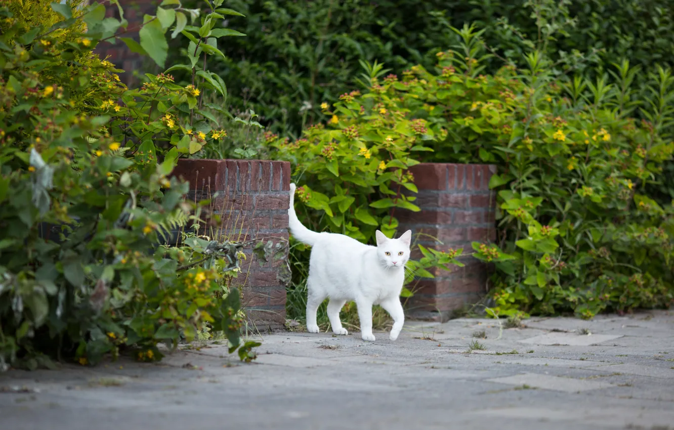 Photo wallpaper cat, white, grass, cat