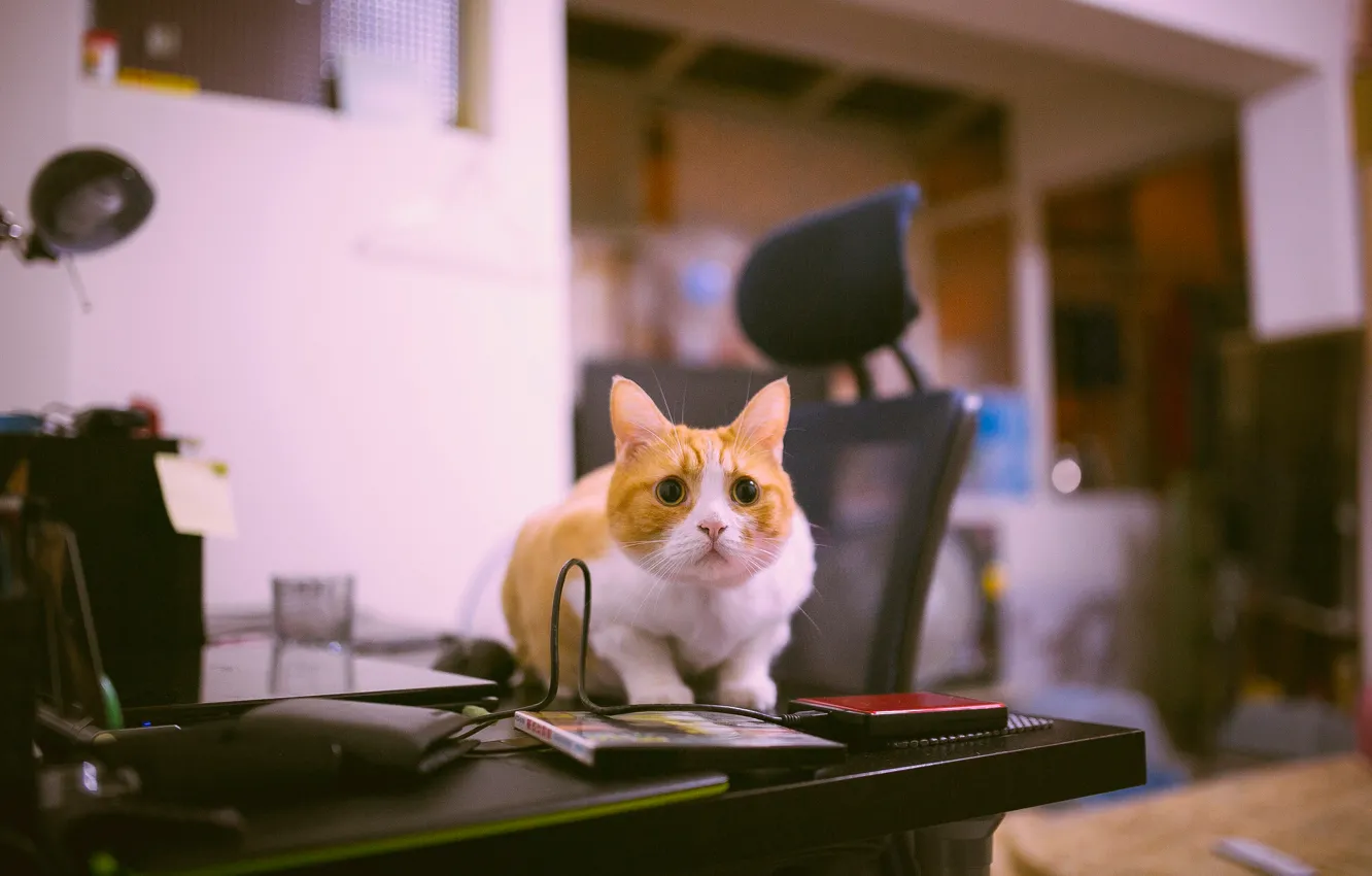Photo wallpaper cat, look, table