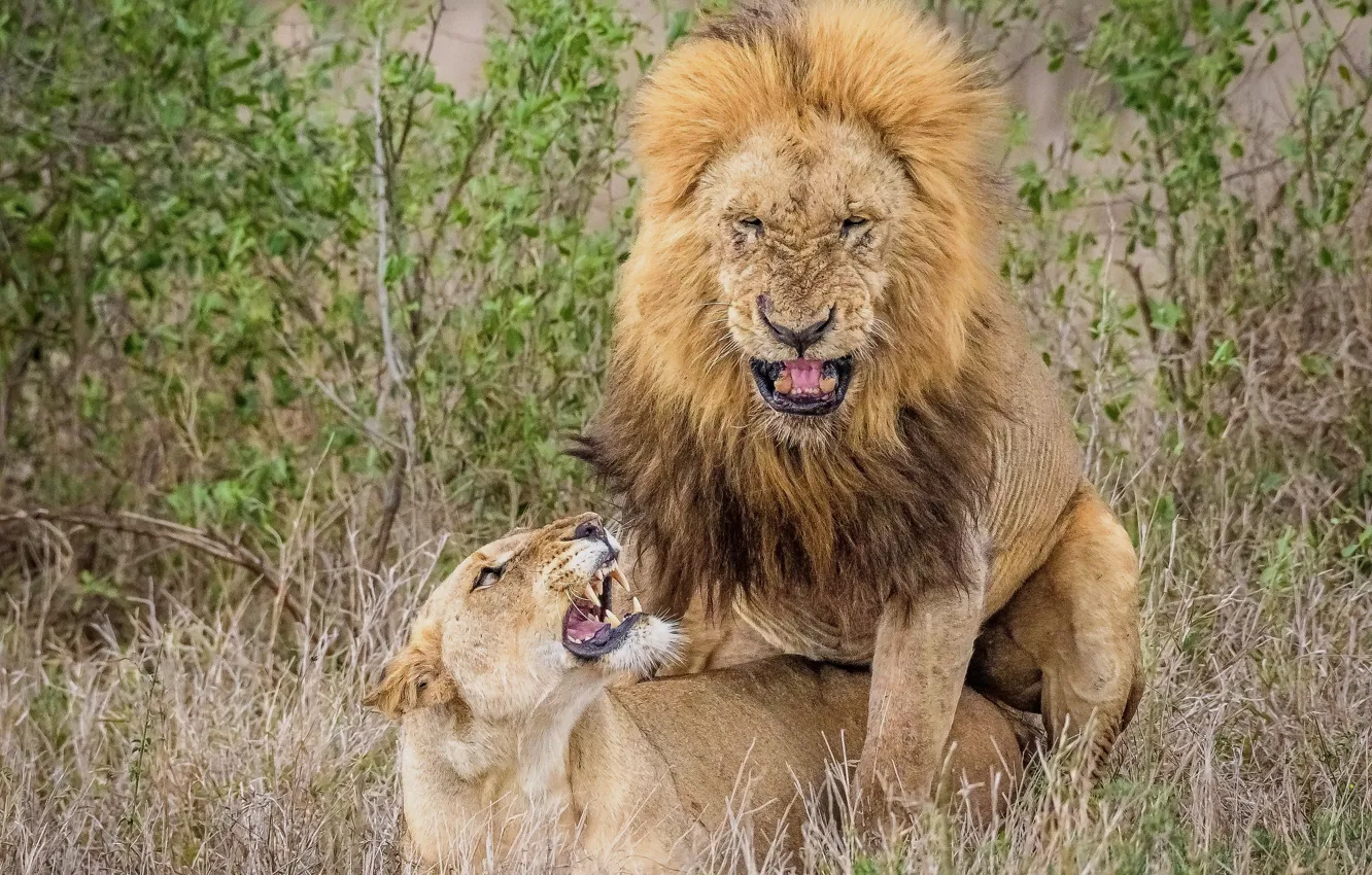 Photo wallpaper predator, Leo, two, lioness, male, big cats