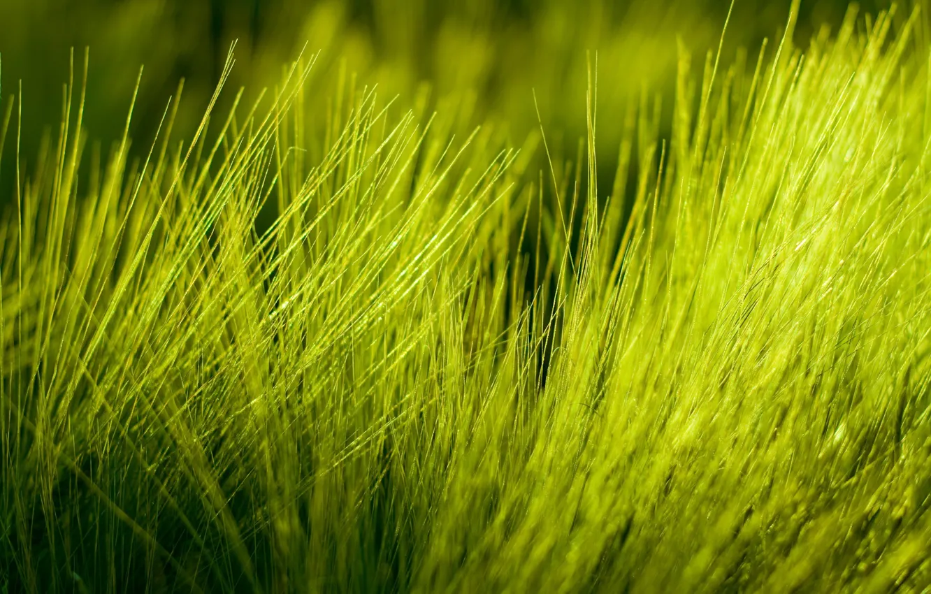 Photo wallpaper macro grass nature