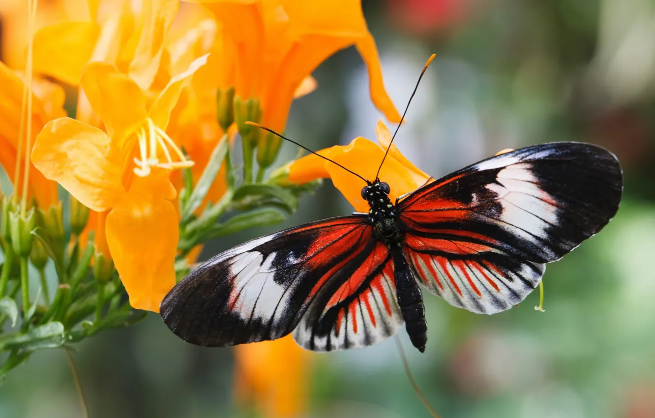 Photo wallpaper macro, flowers, butterfly, wings, orange