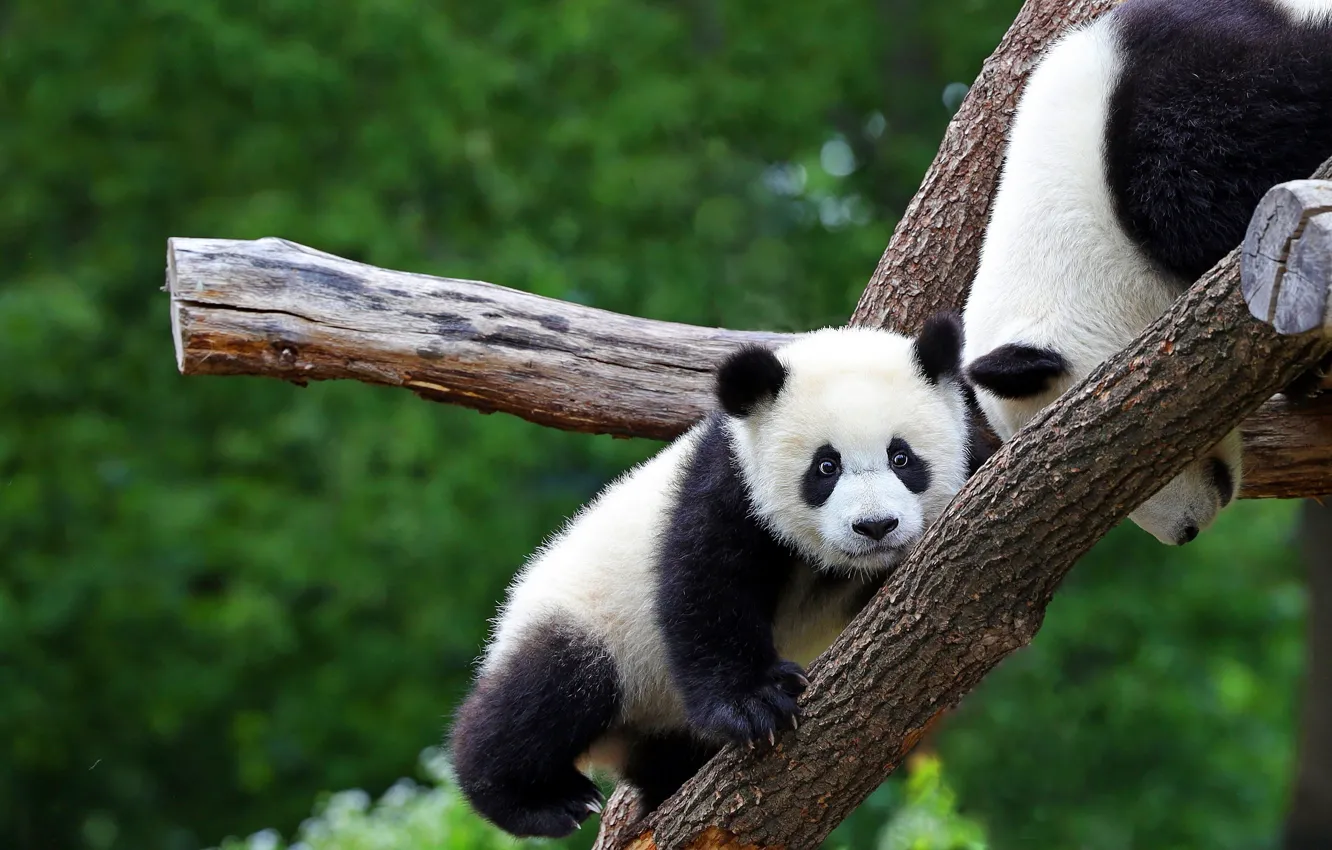 Photo wallpaper look, nature, pose, study, two, baby, bear, pair