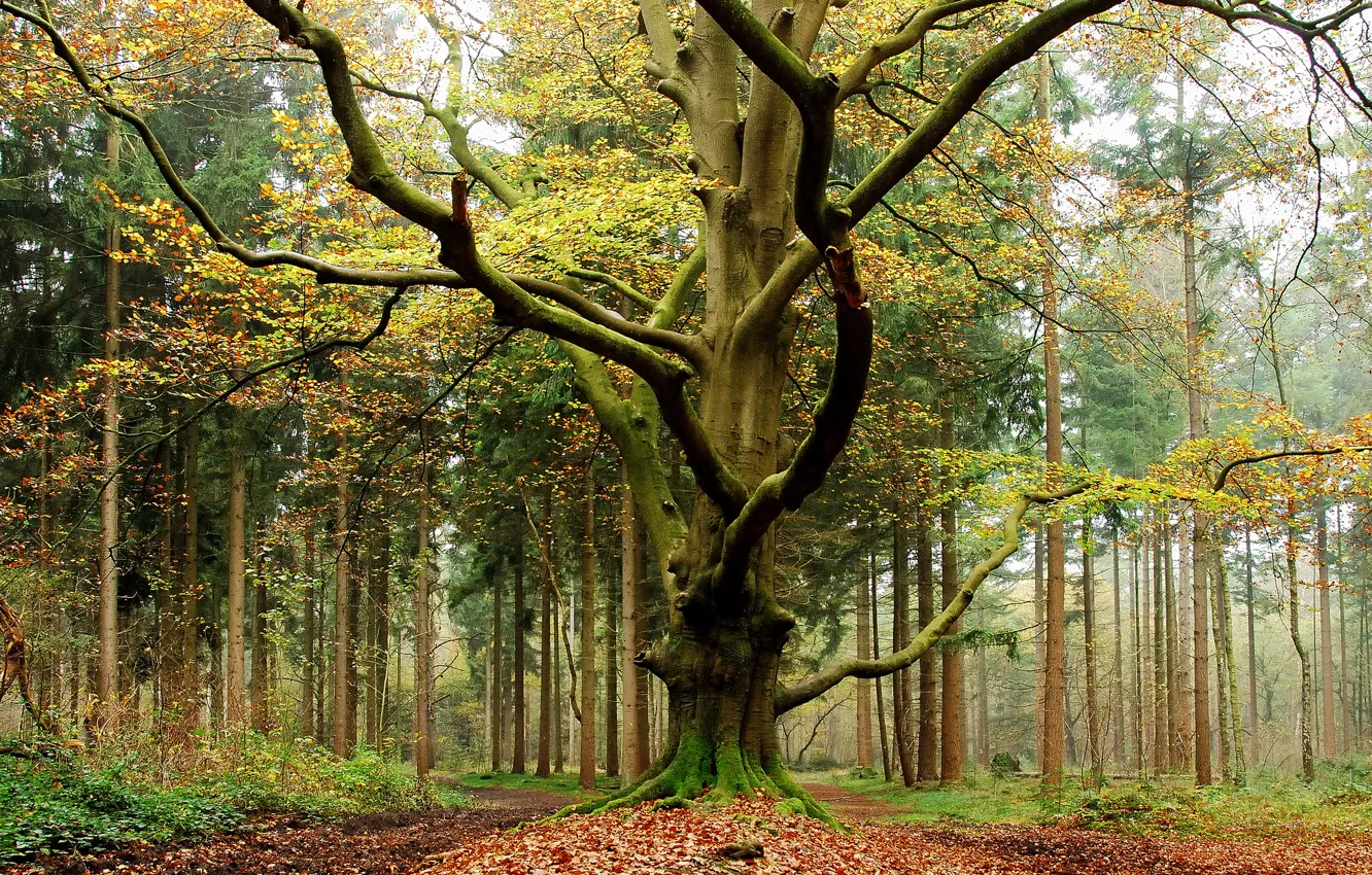 Photo wallpaper autumn, forest, leaves, trees, forest, falling leaves, trees, nature