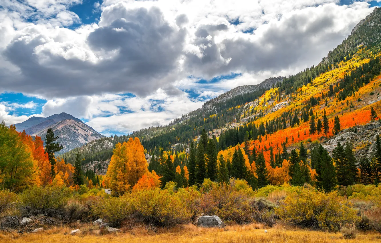 Photo wallpaper autumn, forest, the sky, grass, clouds, trees, landscape, mountains