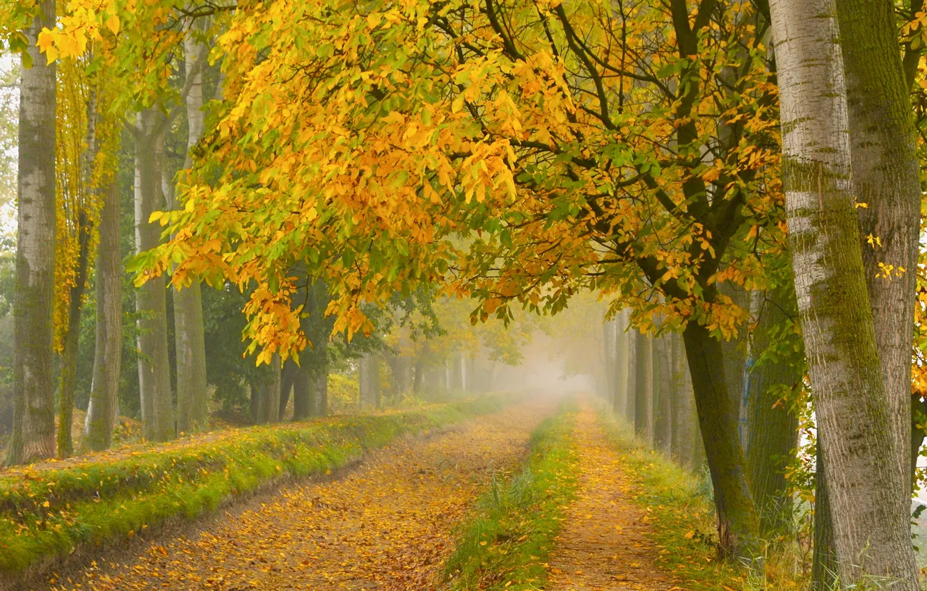 Photo wallpaper road, autumn, fog, Park