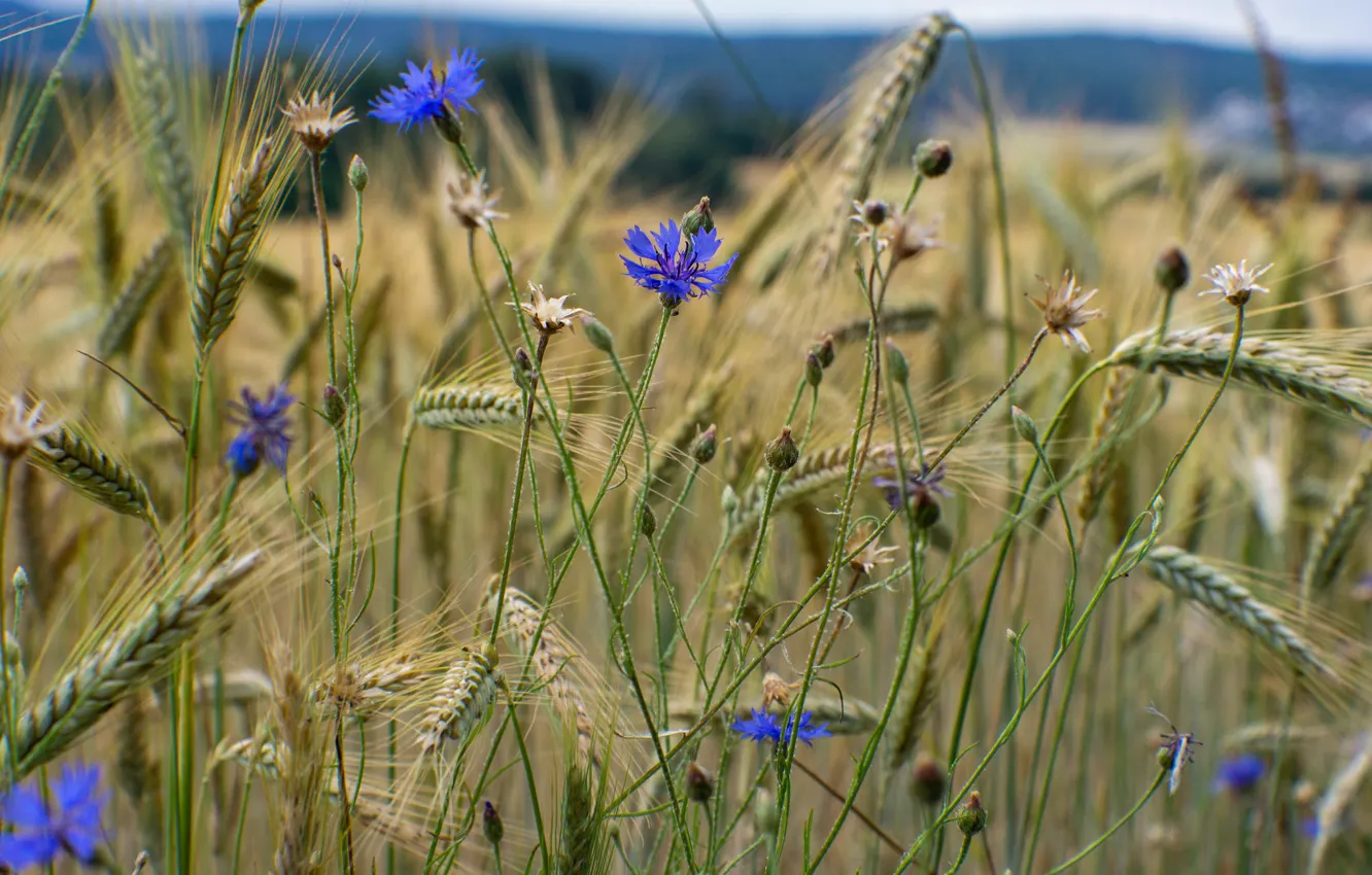 Photo wallpaper wheat, field, cornflowers