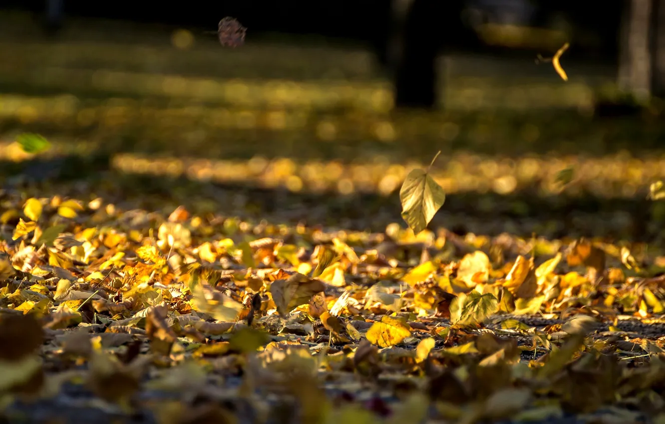 Photo wallpaper autumn, leaves, nature, background, widescreen, Wallpaper, yellow leaves, wallpaper