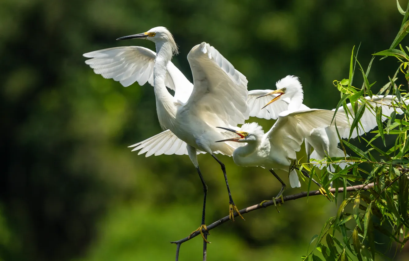 Photo wallpaper nature, bird, Heron