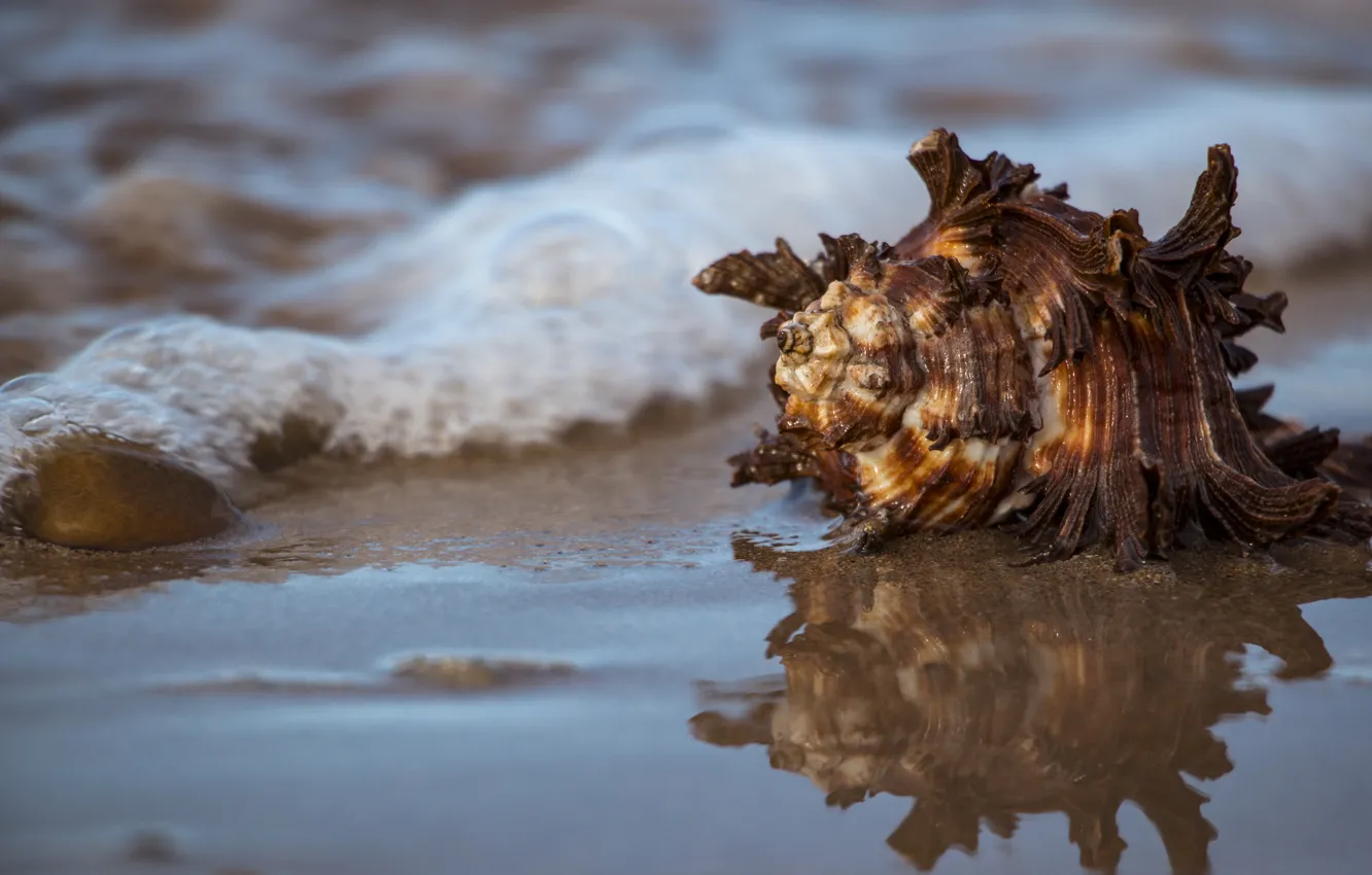 Photo wallpaper sea, water, reflection, shell