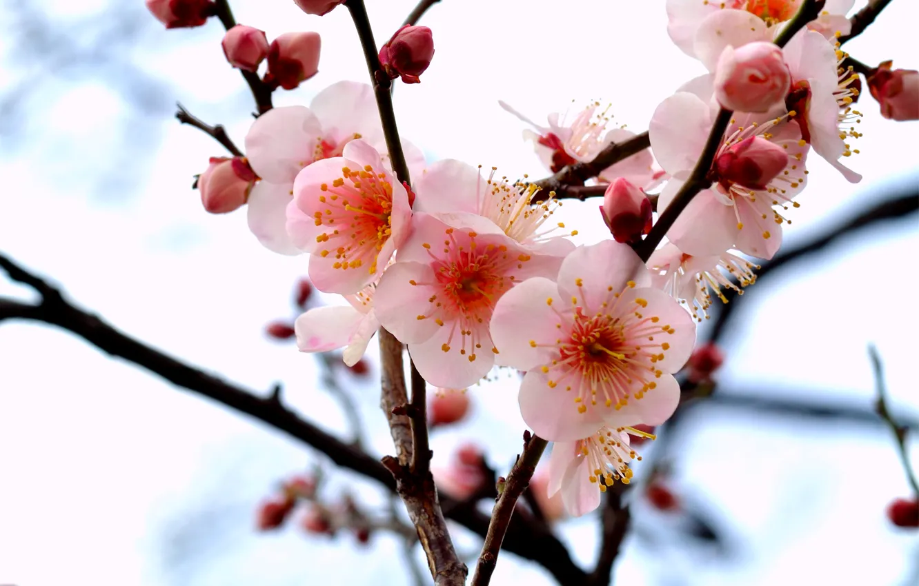 Photo wallpaper macro, flowers, branches, tree, branch, petals, pink, buds