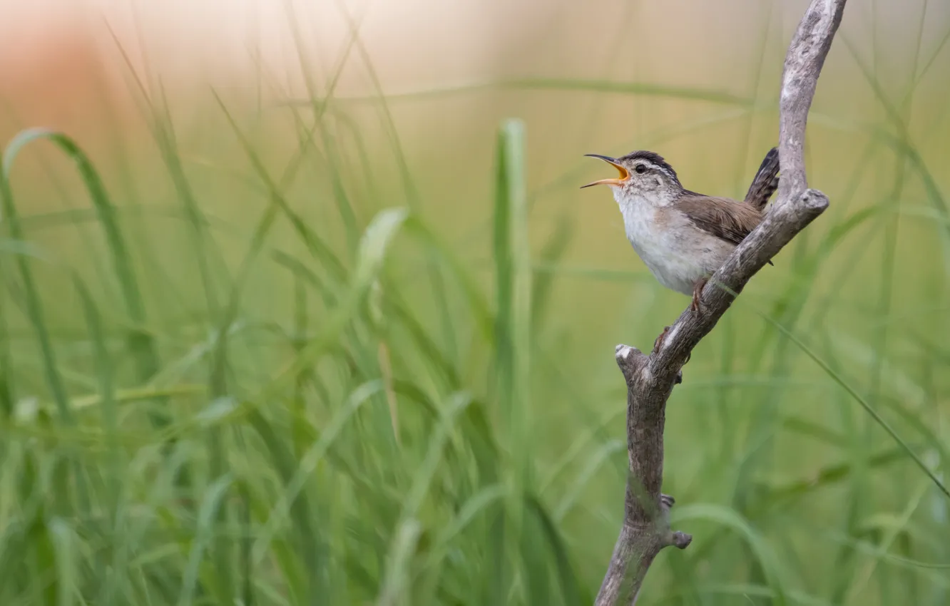 Photo wallpaper grass, branches, bird, bird, Nightingale, bitches, singing, Nightingale