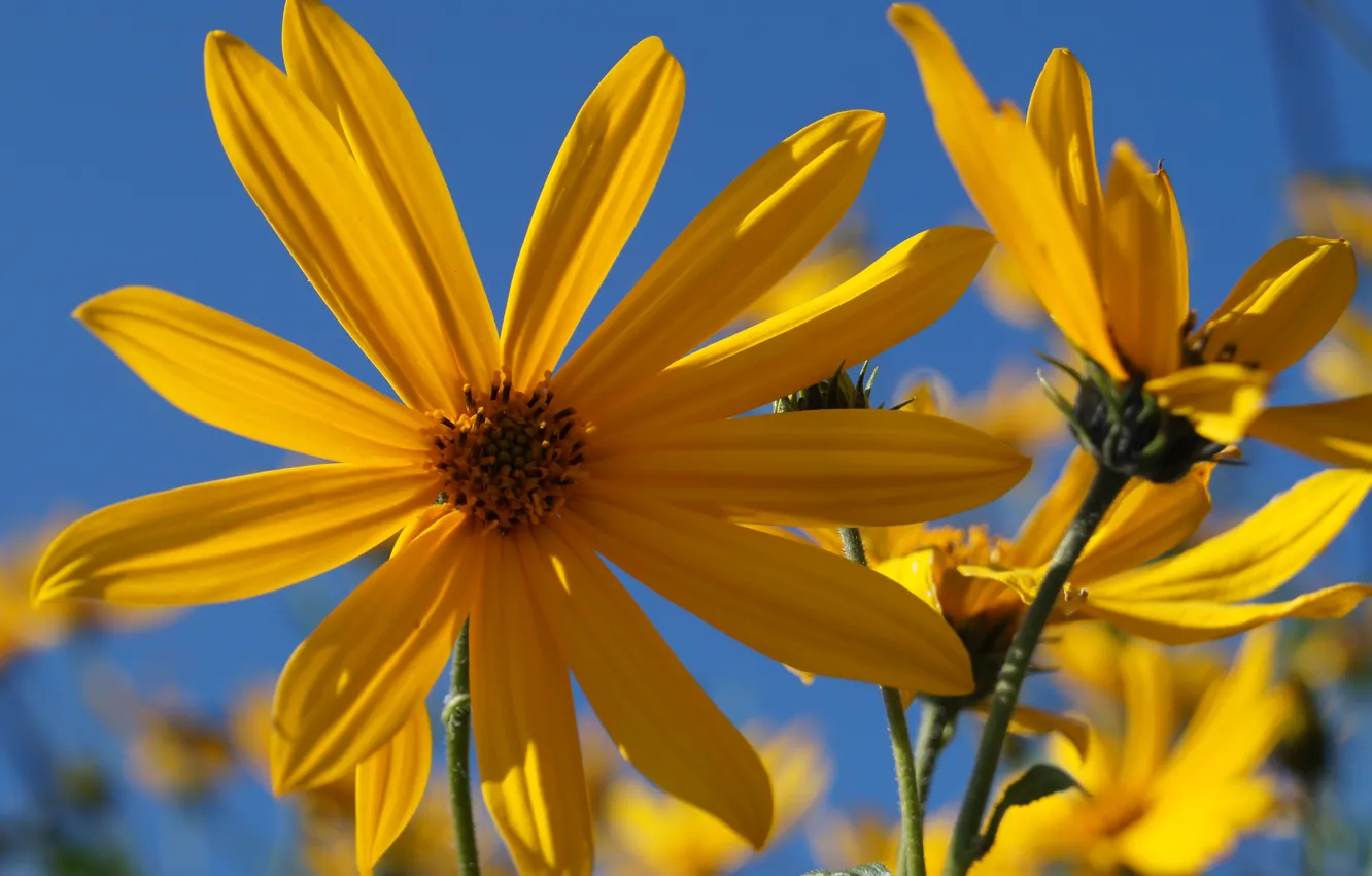 Photo wallpaper flowers, plant, Jerusalem artichoke